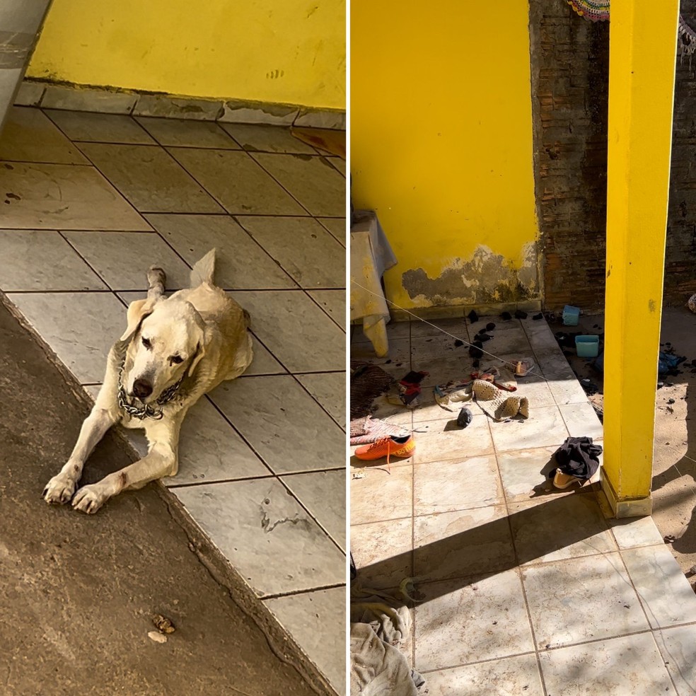 Cachorro estava em abandonado em péssimas condições, diz polícia — Foto: Divulgação