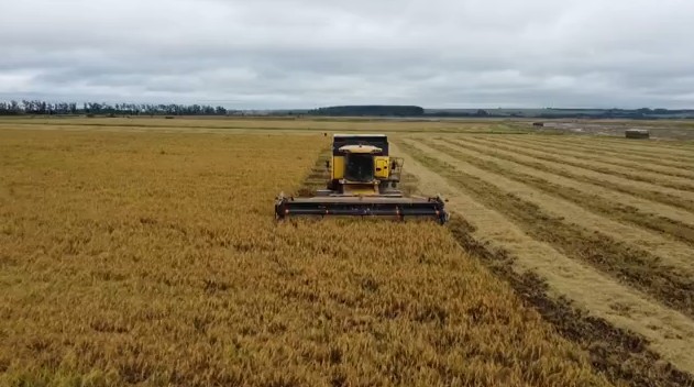 Produção de arroz será 19% menor do que a anterior no Paraná