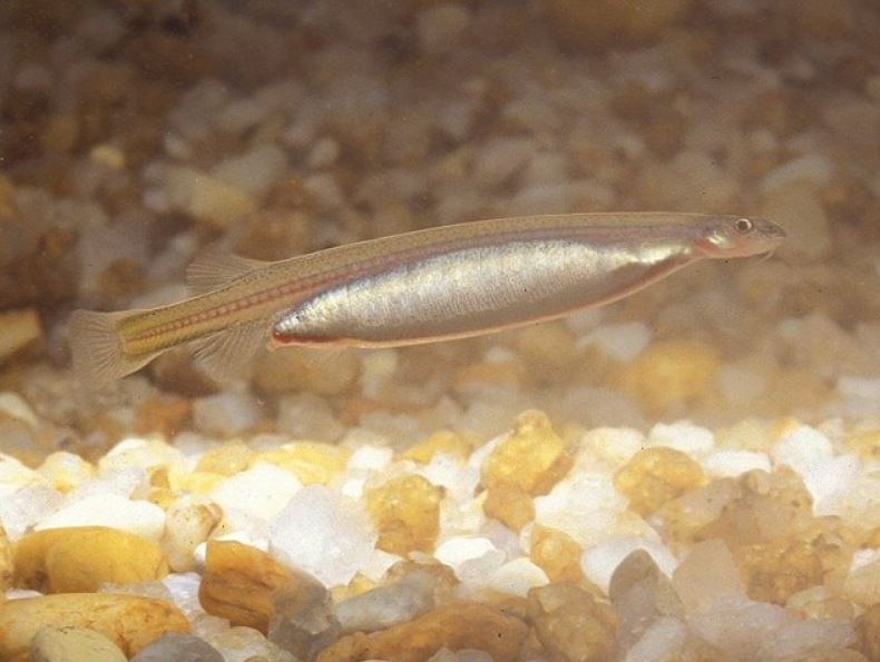 Conheça o candiru, peixe que suga sangue e devora carcaças na Amazônia