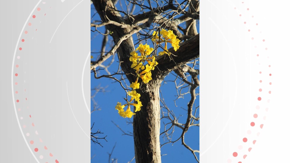 Ipê-amarelo encontrado no ES está ameaçado de extinção — Foto: Divulgação INMA