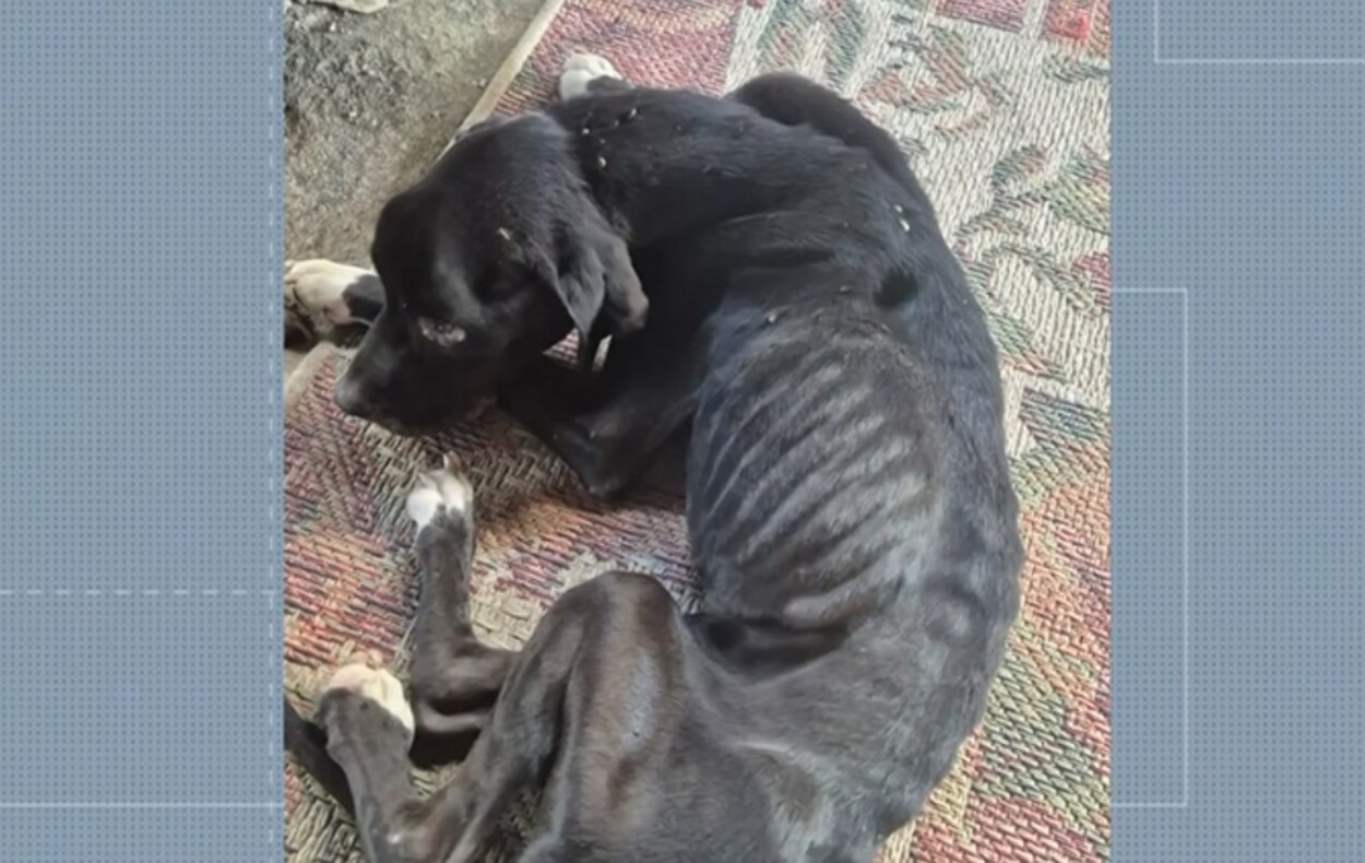 Com casos em alta, São Carlos já soma mais de R$ 84 mil em multas por maus-tratos a animais