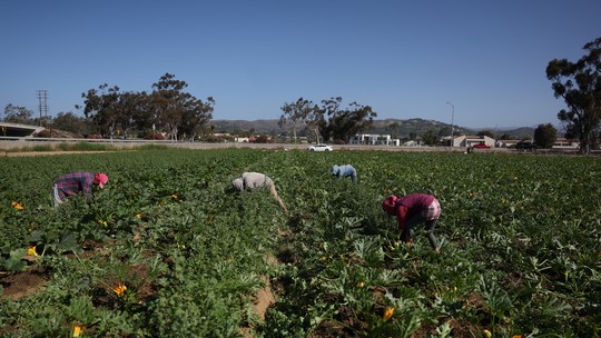 Batidas contra imigrantes esvaziam fazendas nos EUA; colheitas estão apodrecendo, dizem produtores - Fazendeiros relatam perdas após operações da Imigração norte-americana afastarem trabalhadores imigrantes. Frutas e verduras estão apodrecendo nos campos, segundo produtores e funcionários.