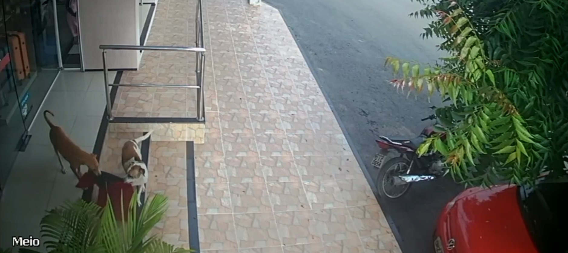 Vira-latas ‘furtam’ tapete de loja de roupas e são flagrados por câmeras de segurança, no Ceará; vídeo