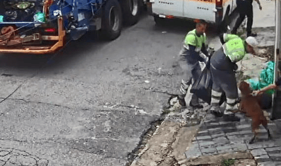 VÍDEO: Cão pitbull escapa de casa e ataca coletores de lixo no Jabaquara, na Zona Sul de SP