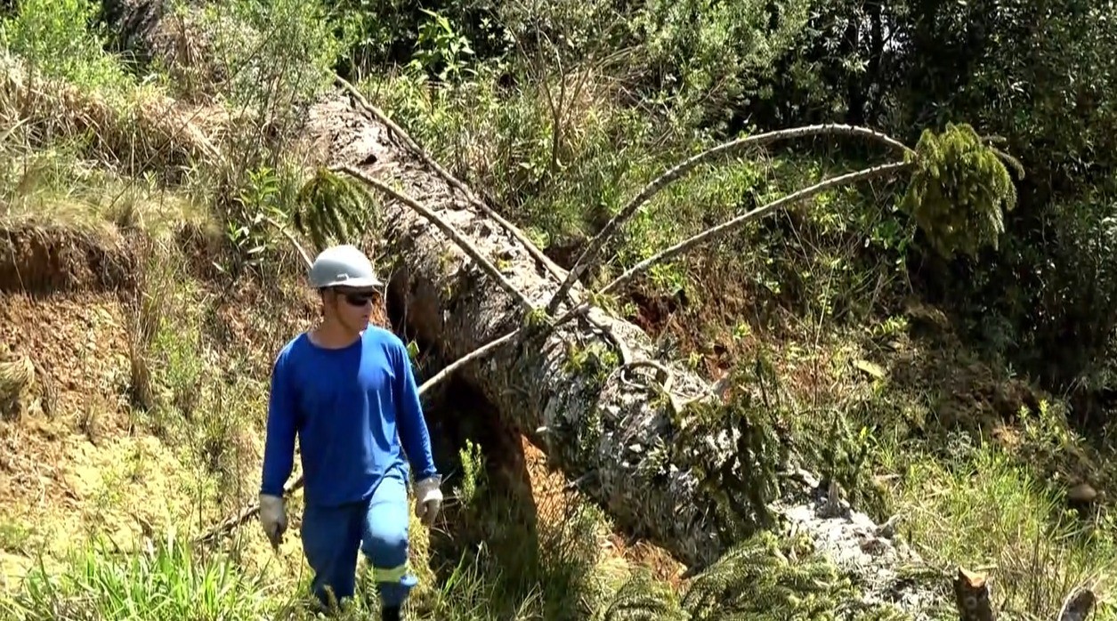 Tempestade derruba árvores em cima de casas e causa destelhamentos e falta de água e luz em cidade do Paraná