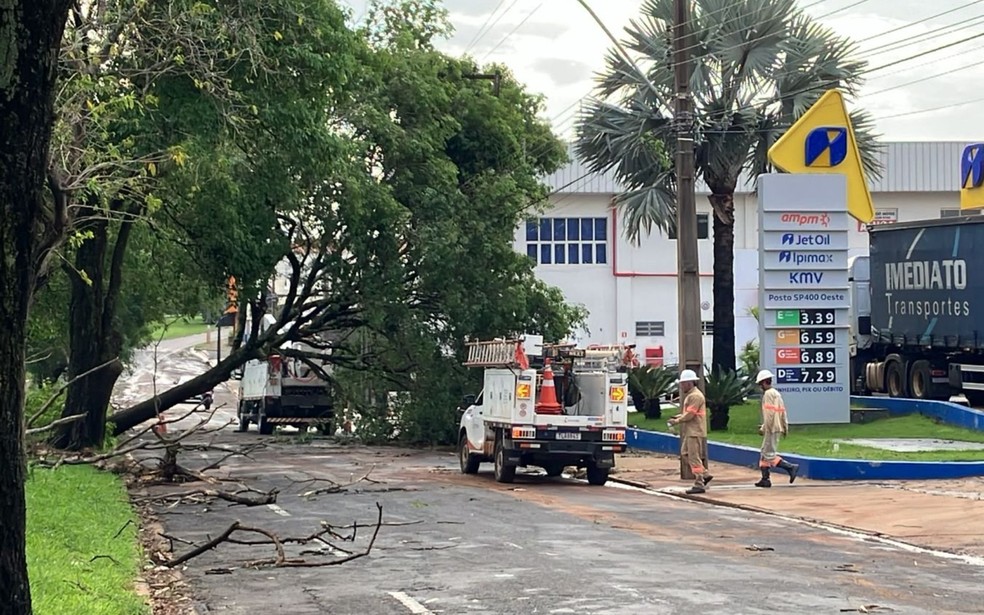Forte ventania derruba árvores sobre postes de energia neste sábado (19) em Presidente Prudente (SP) — Foto: Divulgação