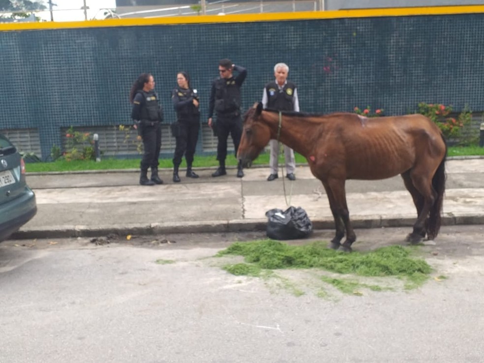 Cavalo vítima de maus-tratos é sacrificado em Maceió - Alagoas 24