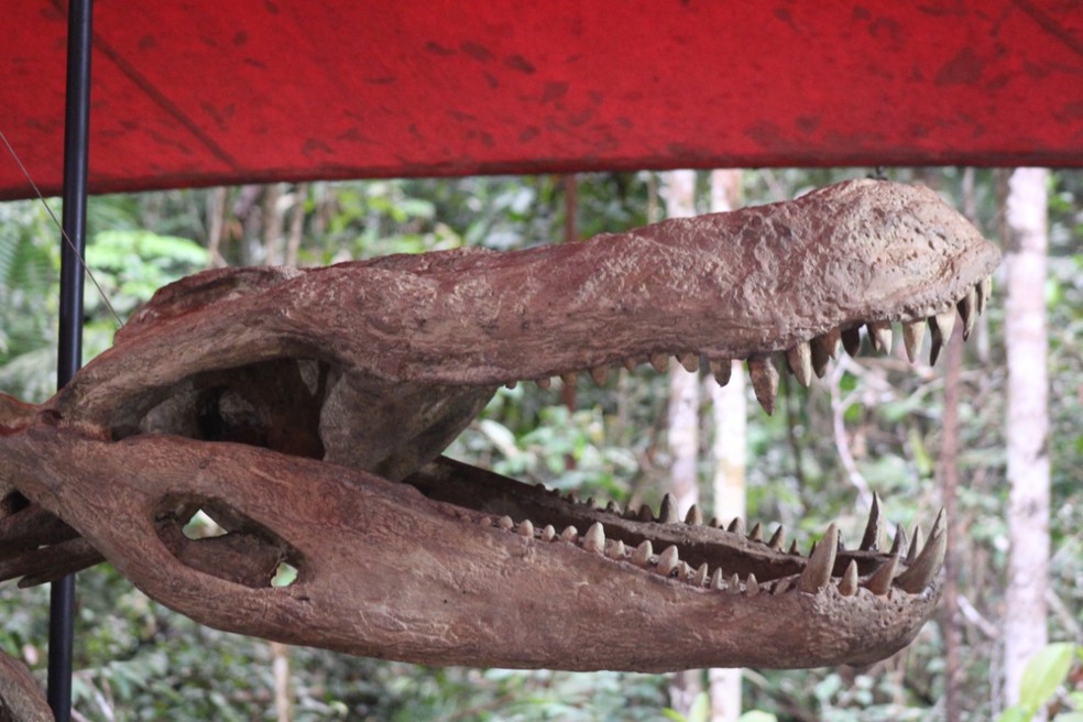 Com seca, pesquisadores avançam em descoberta de fósseis de 'jacaré  gigante' às margens do Rio Purus | Acre | G1