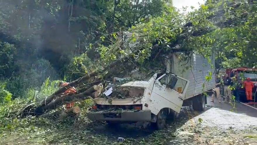 Duas pessoas morrem após árvore cair em cima de caminhão na Bahia 
