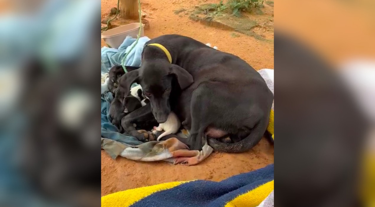 Homem é preso em Itupeva após denúncia revelar arsenal, maus-tratos a cães e tatus congelados em freezer
