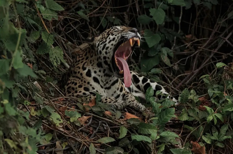 Onça-pintada no Pantanal de MT — Foto: Erisvaldo Almeida