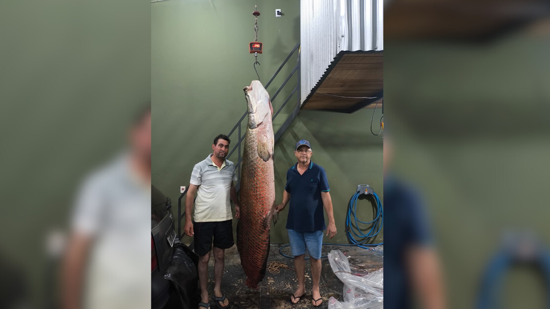Pescadores 'lutam' com pirarucu de 135 kg por mais de 2 horas para fisgá-lo em Riolândia
