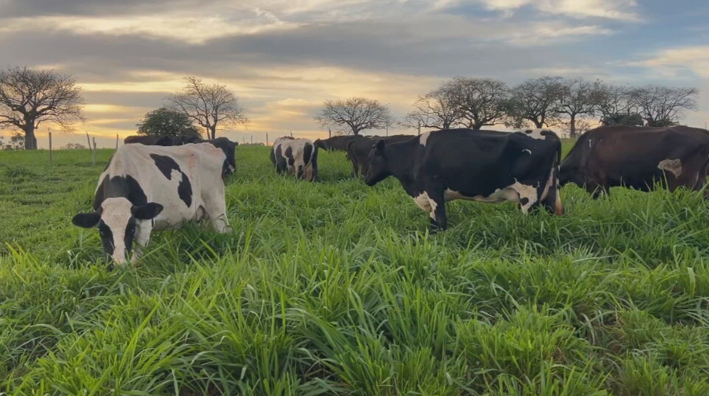 Pastejo de inverno garante alimento em época de estiagem e baixas temperaturas