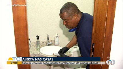 Especialista explica como fazer a dedetização correta para combater pragas urbanas
