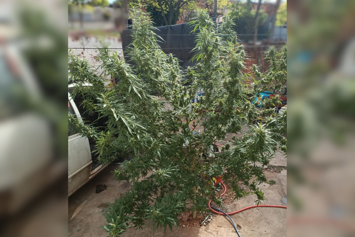 ‘Tem um pé de maconha gigante’: bilhete entregue à PM acaba em prisão em Presidente Prudente