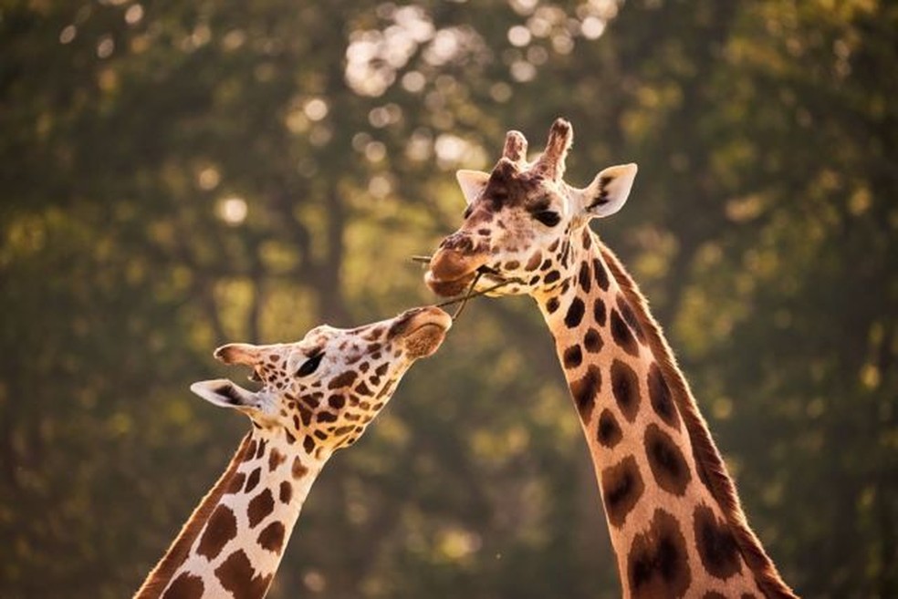 Girafas são os mamíferos mais altos do mundo. — Foto: GETTY IMAGES via BBC