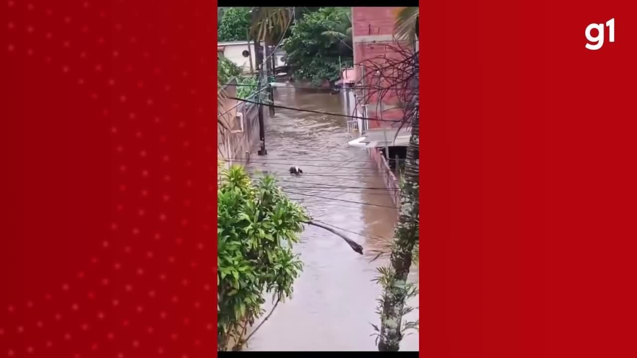 VÍDEO: Vacas São Arrastadas por Enchente Em Angra Dos Reis