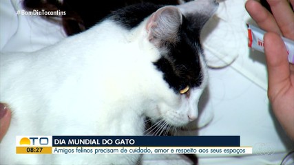 Dia Mundial do Gato reforça necessidade de cuidados e respeito com os felinos