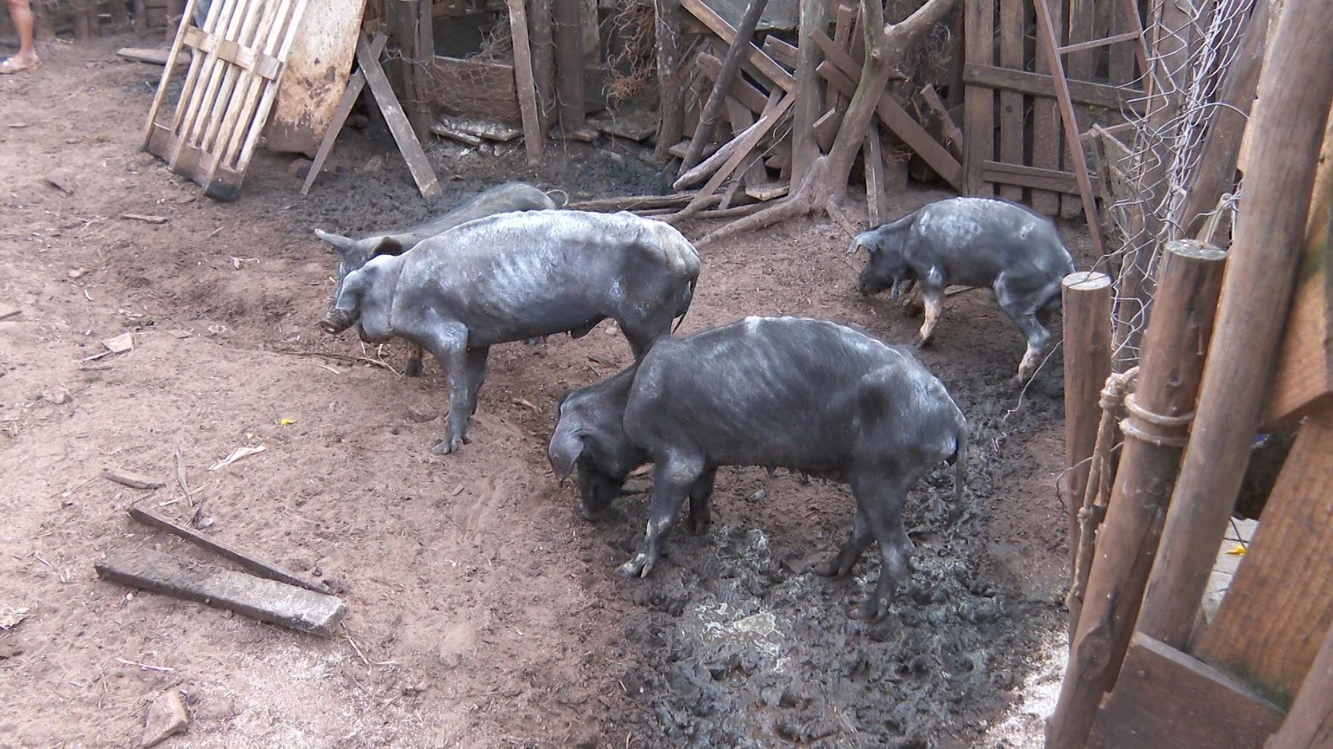 Multado em R$ 426 mil, dono de 142 porcos abandonados sem comida e água é procurado