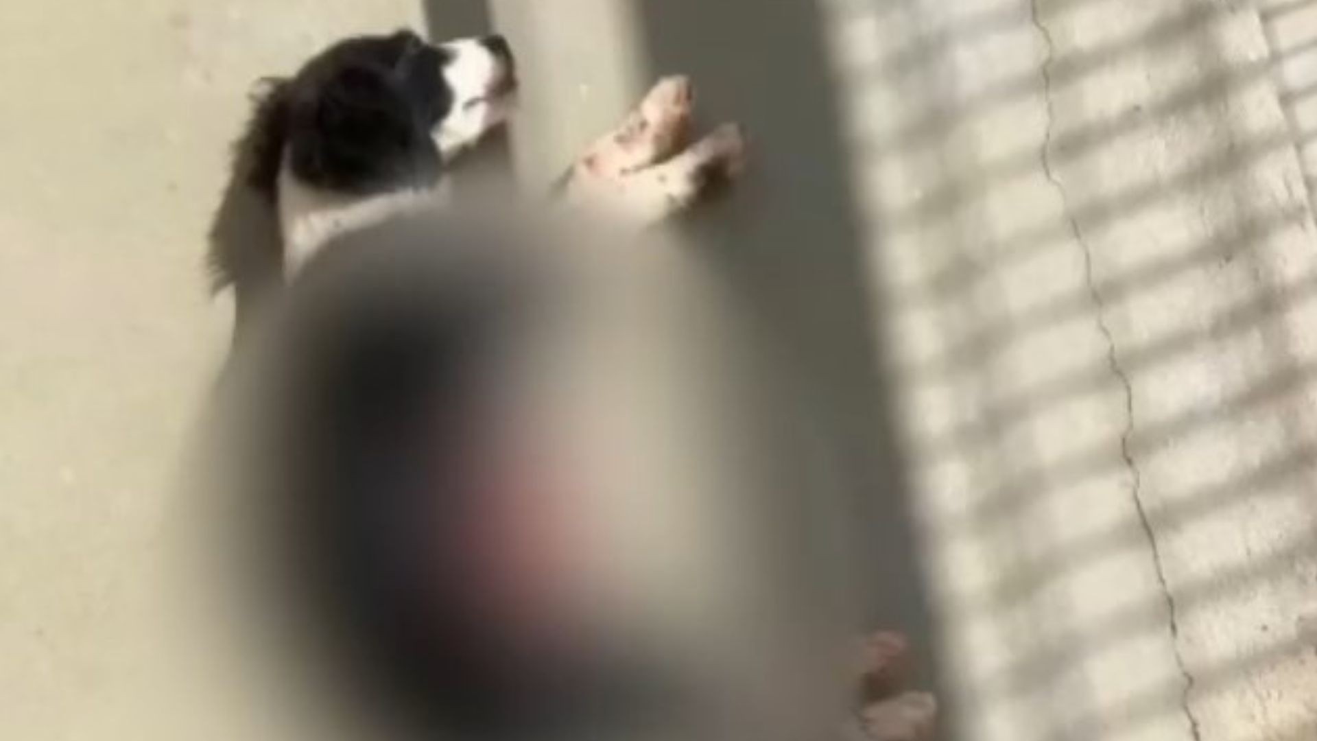 VÍDEO: pitbull invade unidade de saúde e mata vira-lata filhote, no ES