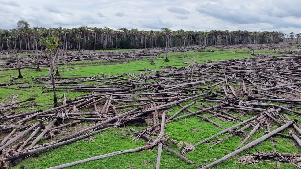 "Cemitério" de buritis em Rondônia — Foto: Vinicius Assis/Rede Amazônica