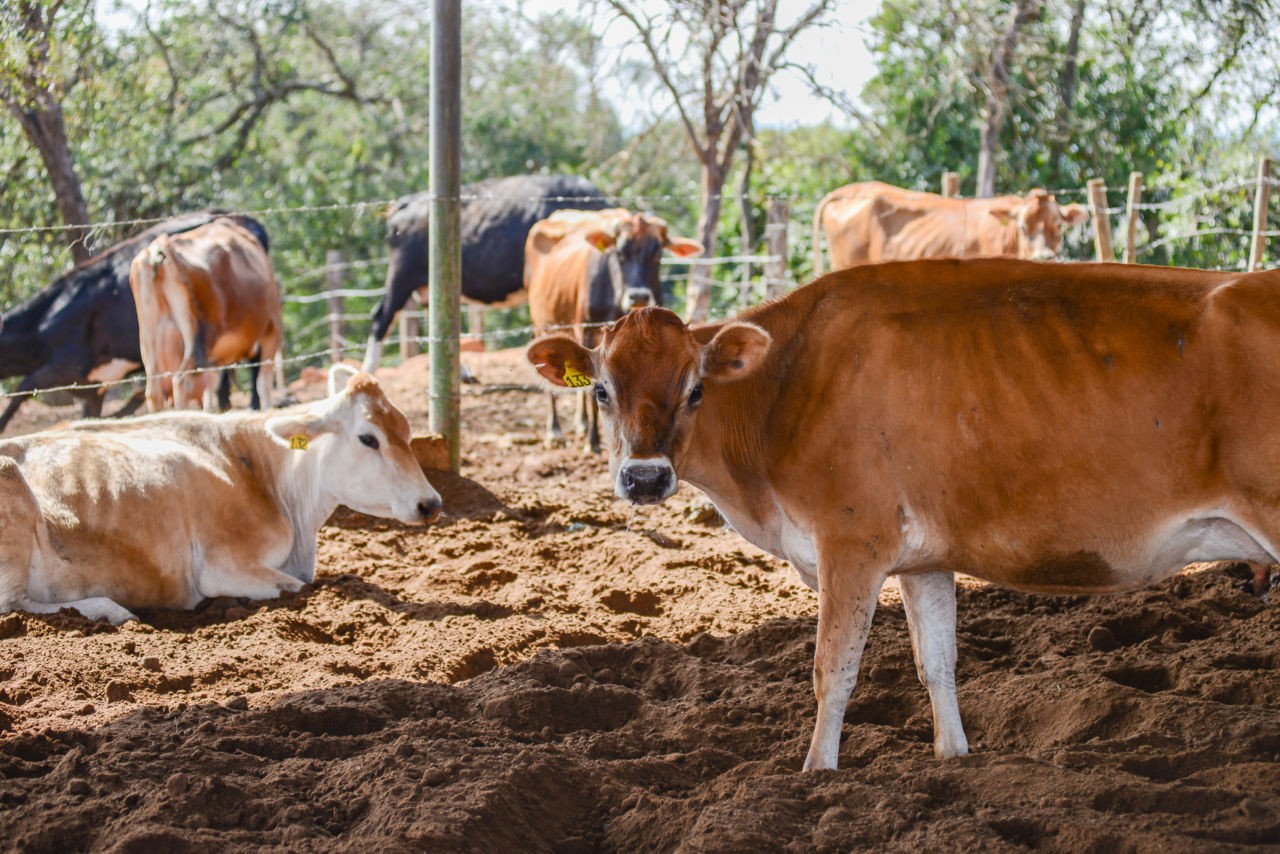Alerta: Vacinação de Bezerras contra Brucelose