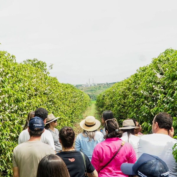 Foto de visita a um cafezal na cidade de Patrocínio — Foto: Banco de imagens do google