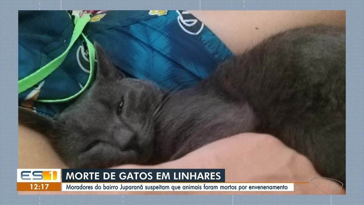 Gatos recém-nascidos são encontrados no lixo em Matinhos; polícia investiga, Paraná