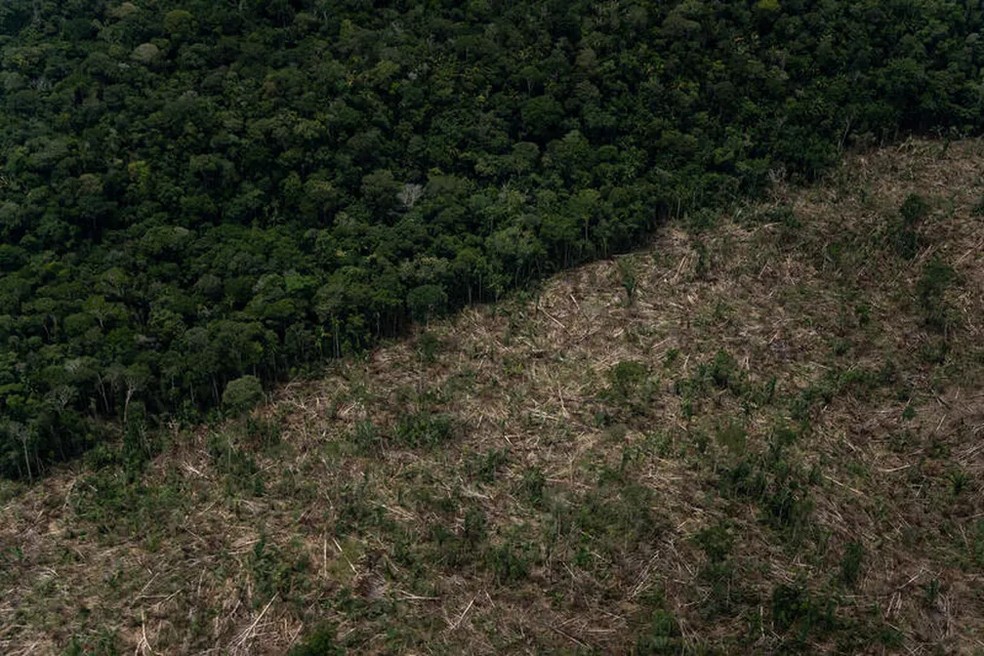 Imagem aérea de sobrevoo de monitoramento de desmatamento na Amazônia no município de Lábrea, Amazonas, realizado em 26 de março de 2022 — Foto: reenpeace/Divulgação