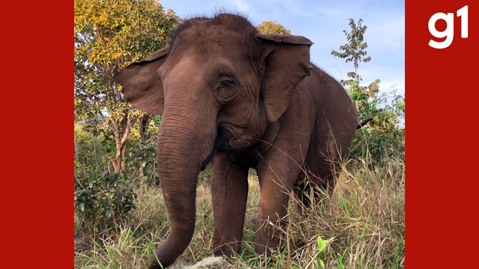 Maia, uma elefanta asiática de cerca de 50 anos, foi a primeira moradora do Santuário. — Foto: Santuário dos Elefantes Brasil
