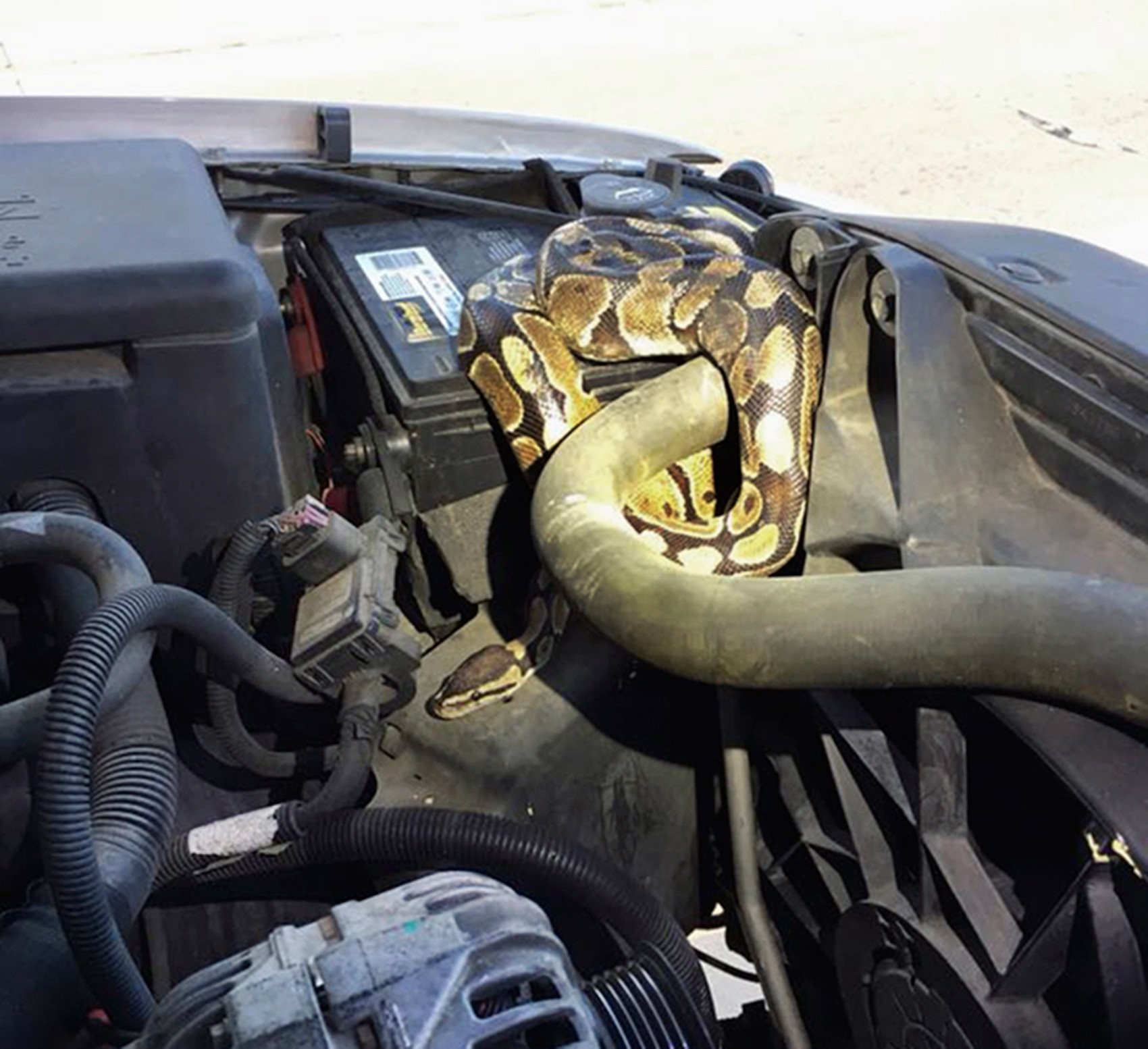 Cobra é retirada de motor de carro nos EUA, e dono do animal é multado