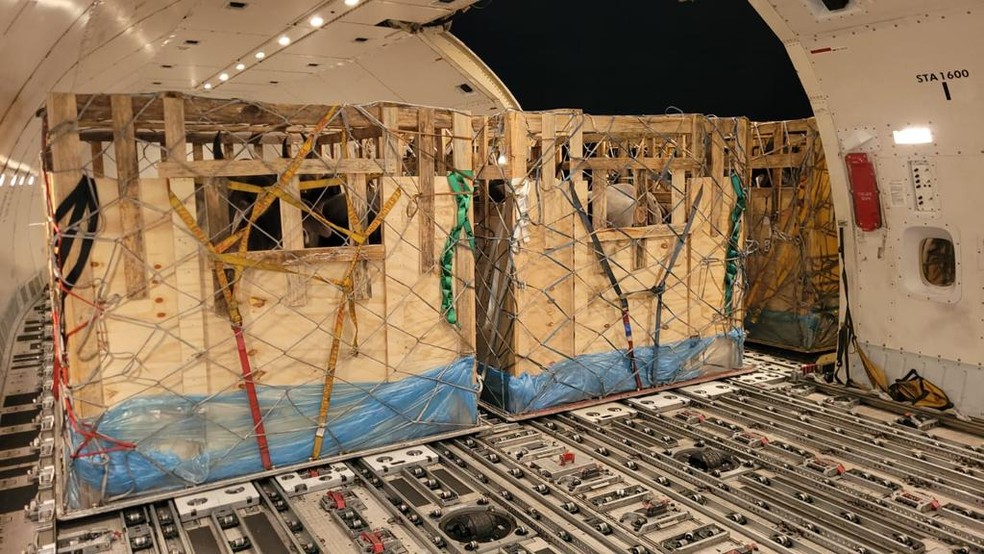 Touros foram colocados em baias de madeira para transporte em avião — Foto: Cristiano Lima/Divulgação