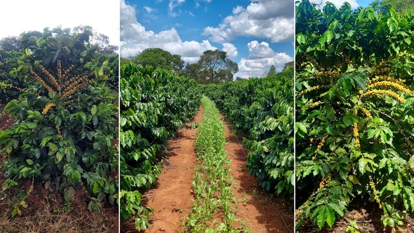 Produção de café na Chácara Passárgada, no DF — Foto: arquivo pessoal