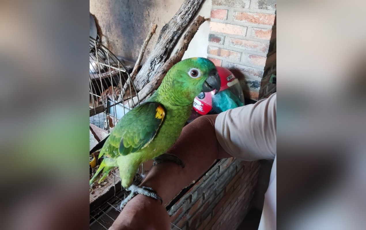 Polícia Ambiental resgata papagaio-do-mangue mantido ilegalmente em Torre de Pedra