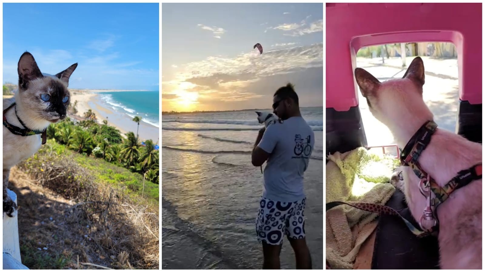 Conheça Melly, a gata mochileira que foi a pé de Pernambuco ao Ceará 