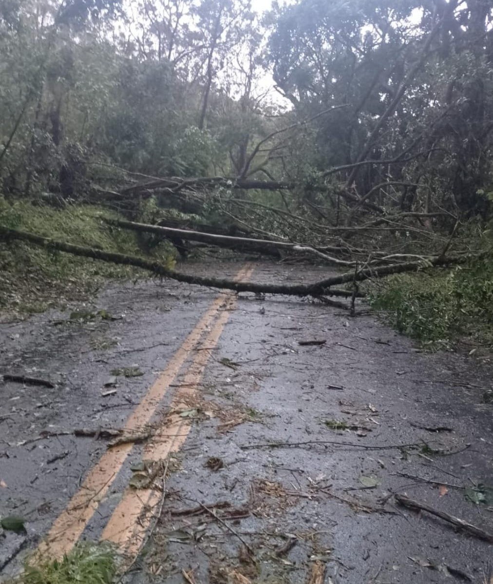 Temporal derruba árvores e interdita trânsito na BR-354, em Resende