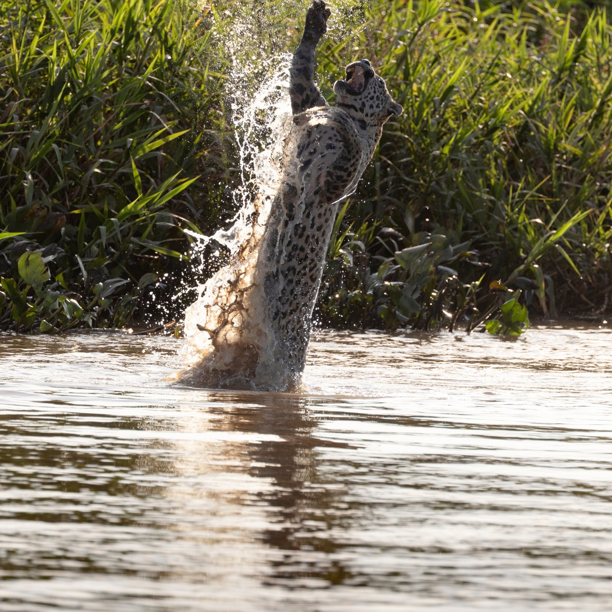 VÍDEO: turista flagra onça-pintada saltando no ar dentro de rio no Pantanal de MT