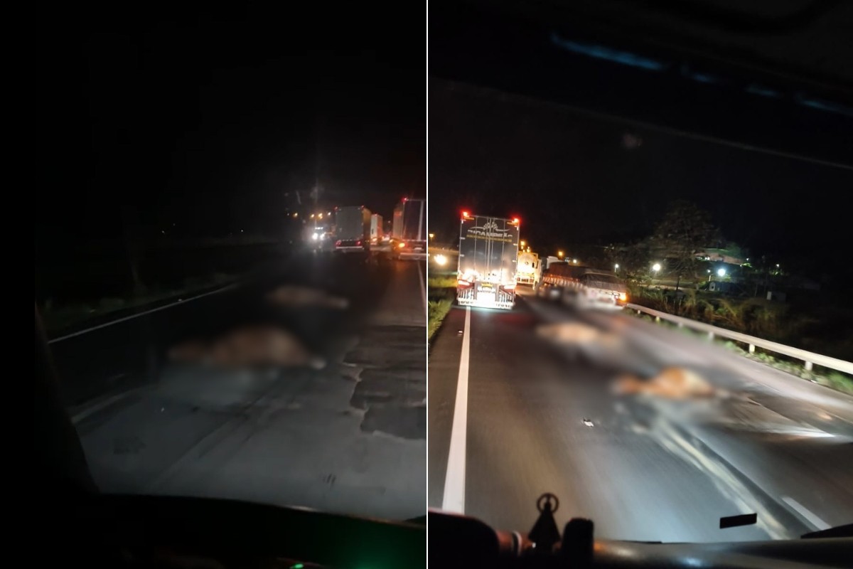 Cavalos invadem pista e morrem atropelados em rodovia de SP; VÍDEO