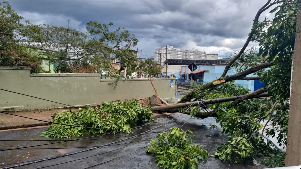 Árvore caiu e derrubou poste próximo à Delegacia de Santa Terezinha — Foto: Reprodução/Redes Sociais