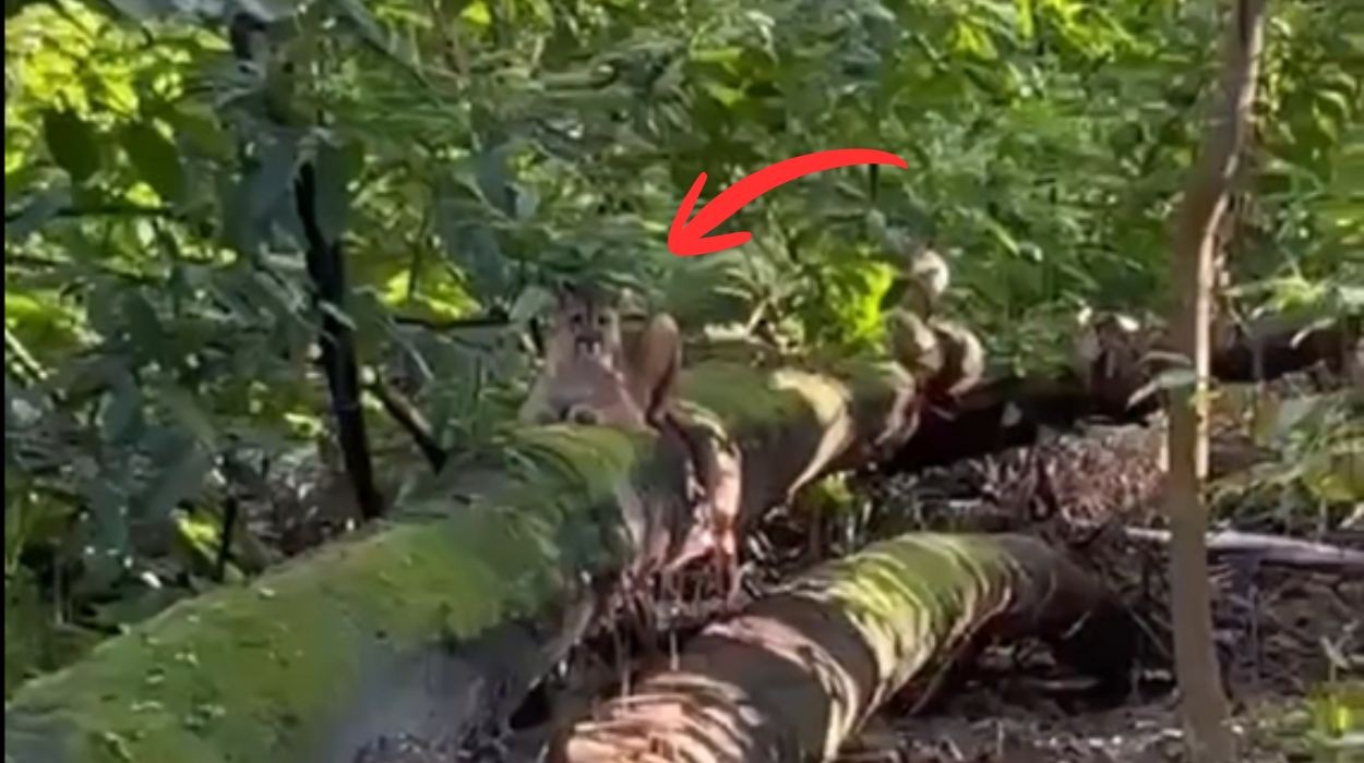 Médico fica a 15 metros de distância de onça-parda no interior de SP; VÍDEO