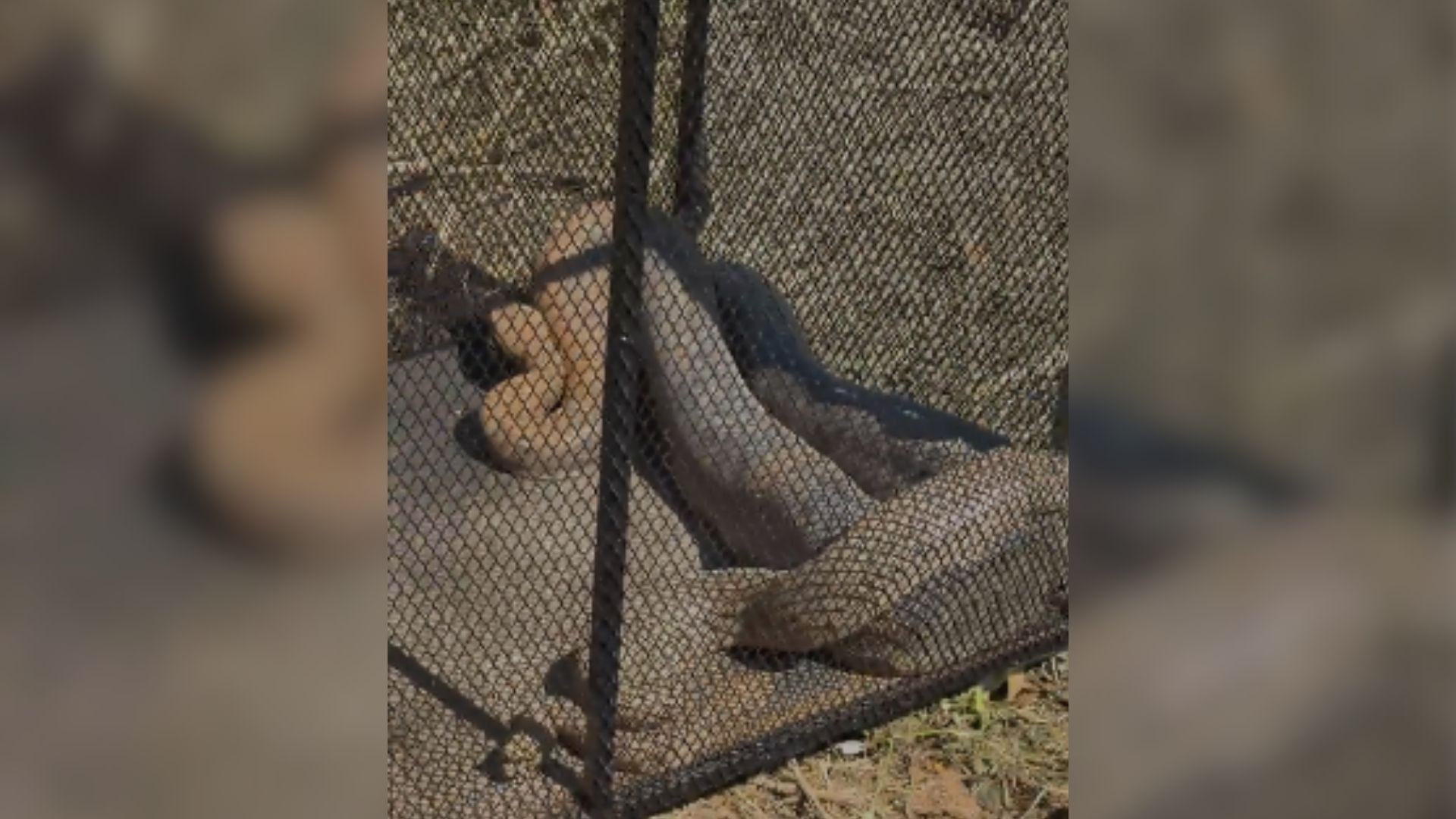 VÍDEO: Três jiboias encontradas no mesmo terreno assustam moradores, e são capturadas em MG