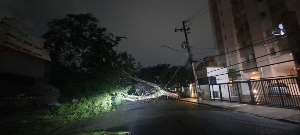 Árvore caiu na Rua Dom Armando Lombardi, na região da Capela do Socorro, Zona Sul da capital — Foto: Divulgação/Defesa Civil estadual