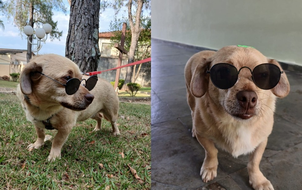 3 de 9
Elvis viveu por anos em um abrigo de Itapetininga e no &uacute;ltimo ano foi adotado por uma fam&iacute;lia de S&atilde;o Roque &mdash; Foto: Arquivo pessoal/Salma Valeria Oliveira de Camargo