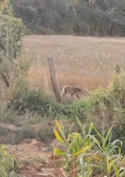 Quatro filhotes de lobo-guará são flagrados em Boa Esperança, MG