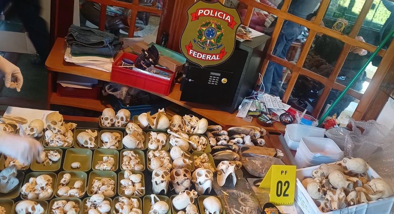 PF faz operação internacional contra tráfico de ovos de aves silvestres; dois investigados são presos na Espanha
