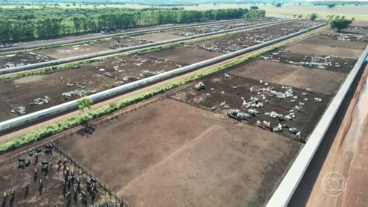 Produtores de MS investem em tecnologia para manter o estado como área livre de febre aftosa | Jornal Nacional