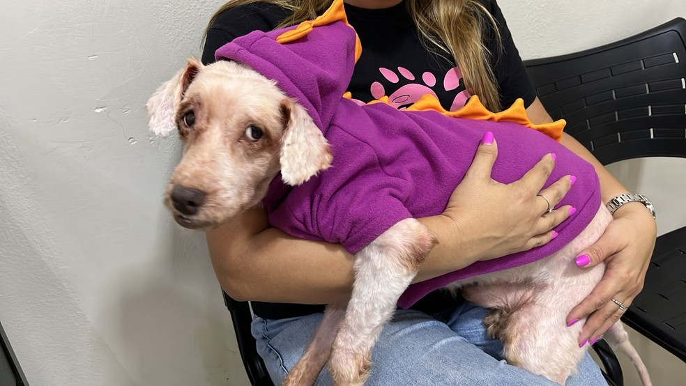 Scooby tem cerca de 14 anos e foi adotado por ativista após ser resgatado em situação de maus-tratos. — Foto: Isaac Macêdo/ SVM