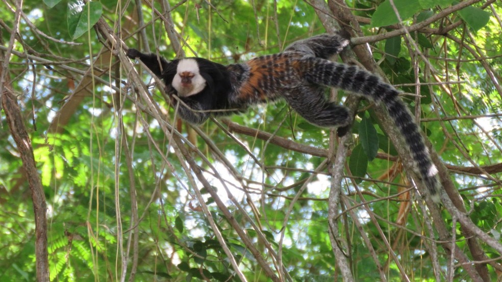 Sagui-de-tufo-branco flagrado na mata do Convento da Penha. — Foto: Régis Filotti