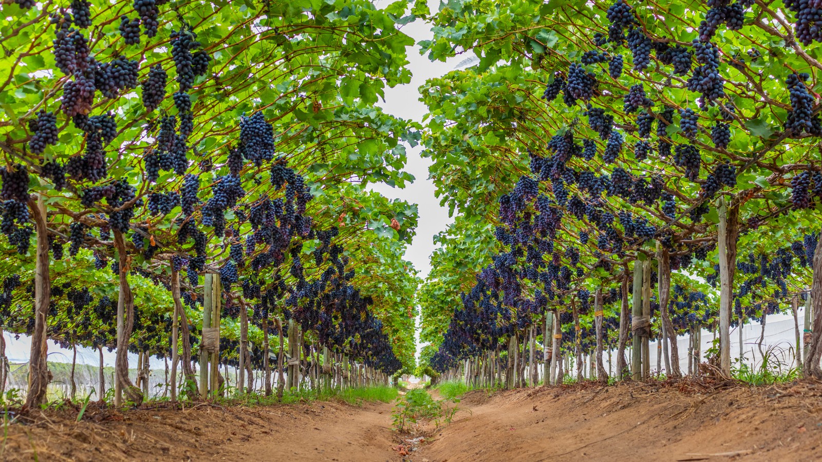 Enxofre deixa de ser subestimado e se torna pilar estratégico na fruticultura