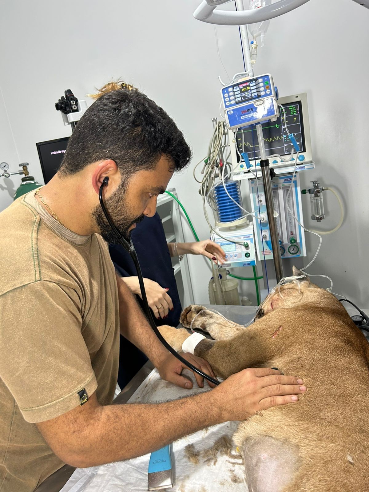 Onça é resgatada com ferimentos após ser atropelada na MGC-135